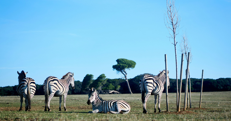 Brijuni Nationalpark im Herbst mit Haus Mieten Kroatien erleben