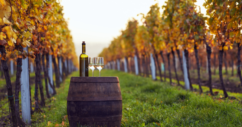 Istrien im Herbst ist ein Fest der Aromen